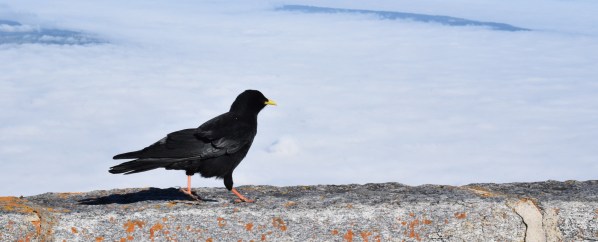 Cough in the Swiss alps (Alpendohle).