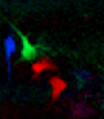 Four neurons in CA3 color-coded by their distinct activity patterns