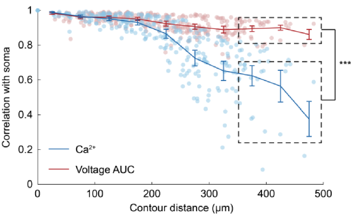 Subcellular calcium and voltage imaging of pyramidal neurons in mouse ...