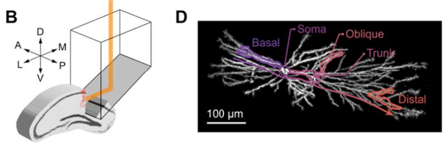 Subcellular calcium and voltage imaging of pyramidal neurons in mouse ...
